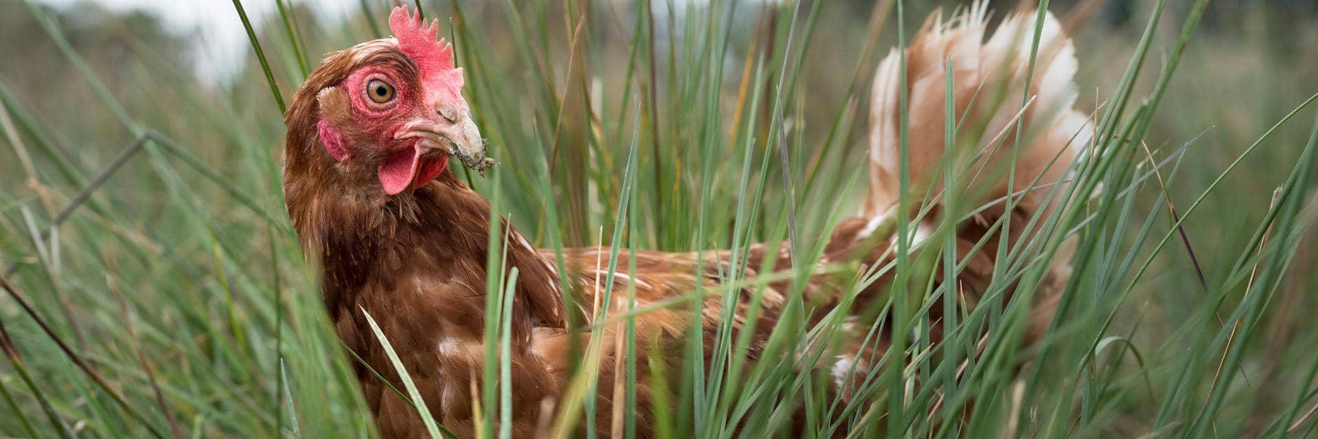 A lone chicken surrounded by grass in a field