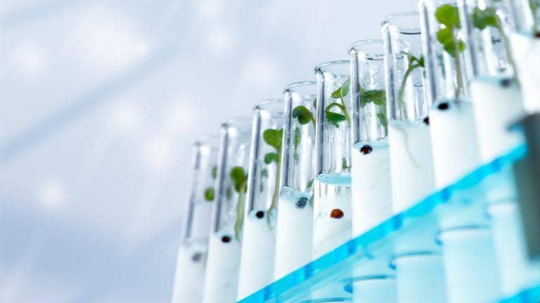  Green shoots are growing in a row of glass test tubes in a lab
