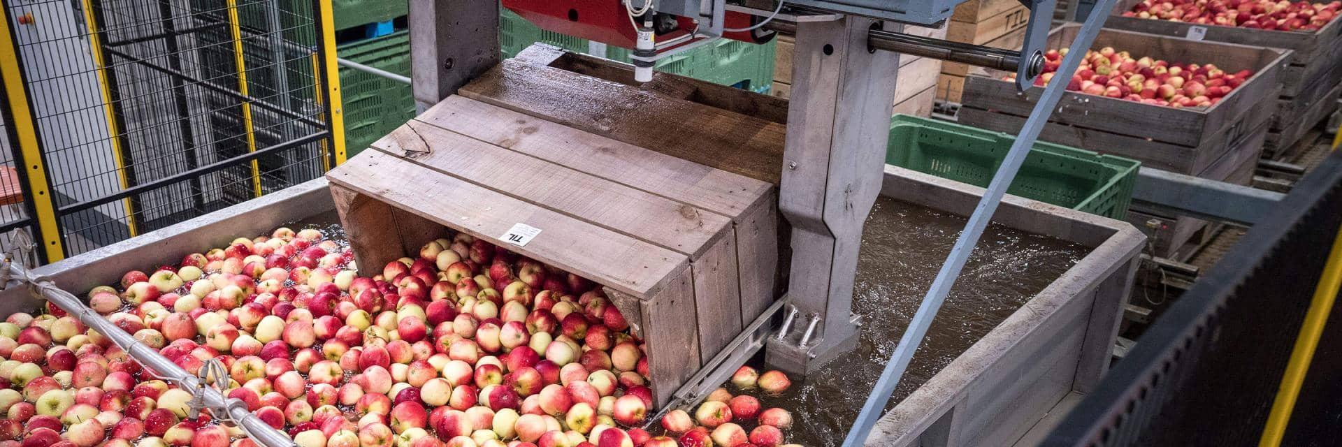 Red apples being processed in a factory production line