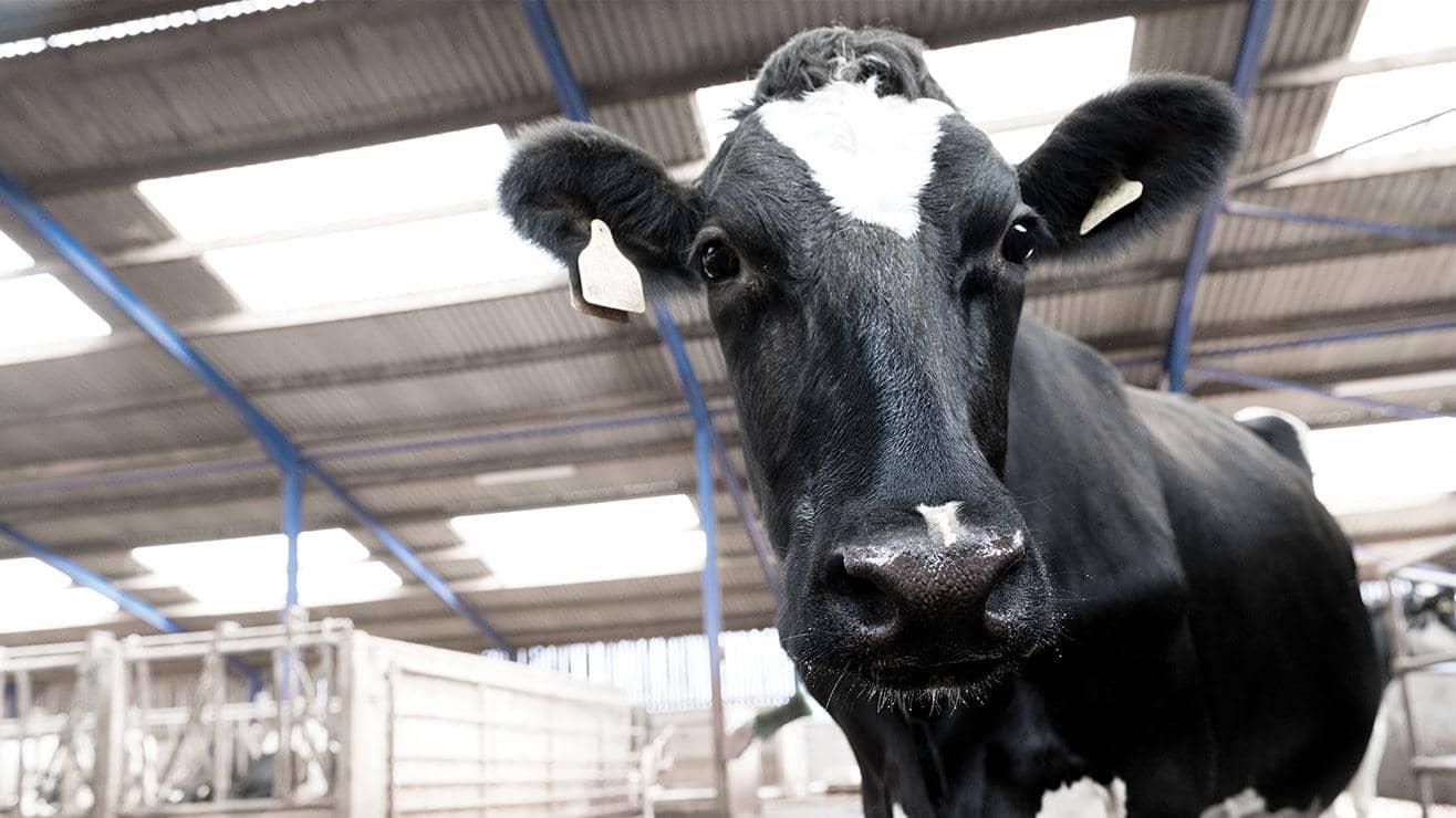 A cow with a tag on its ear standing inside a barn looks at the camera