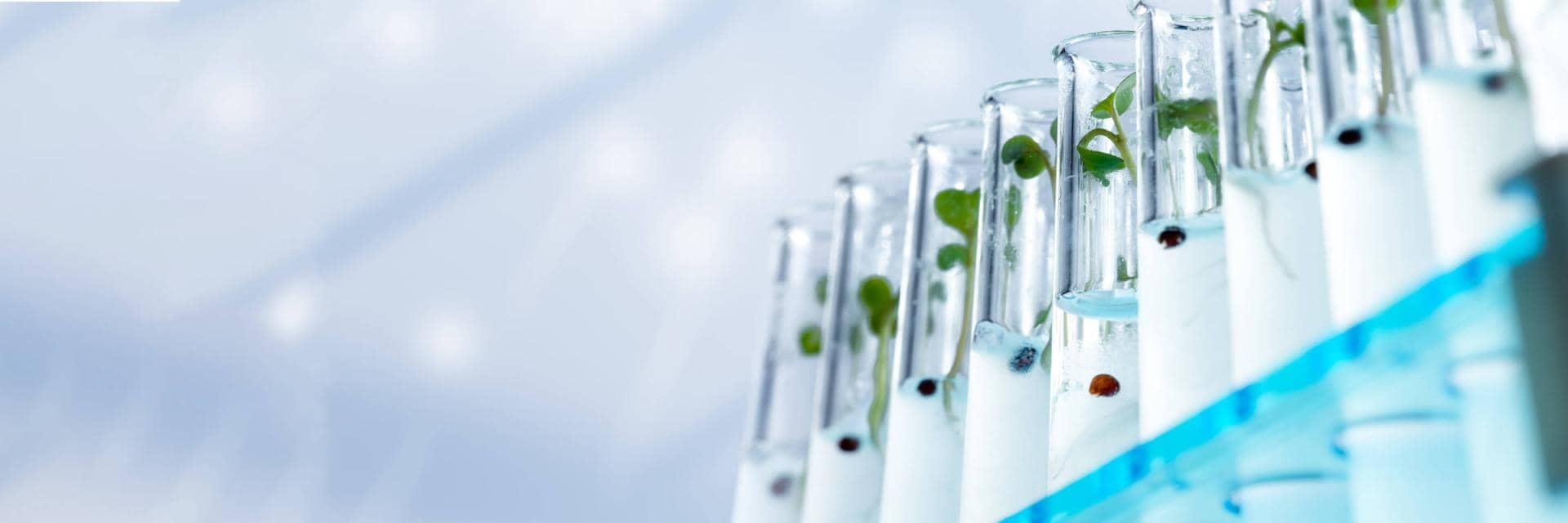  Green shoots are growing in a row of glass test tubes in a lab