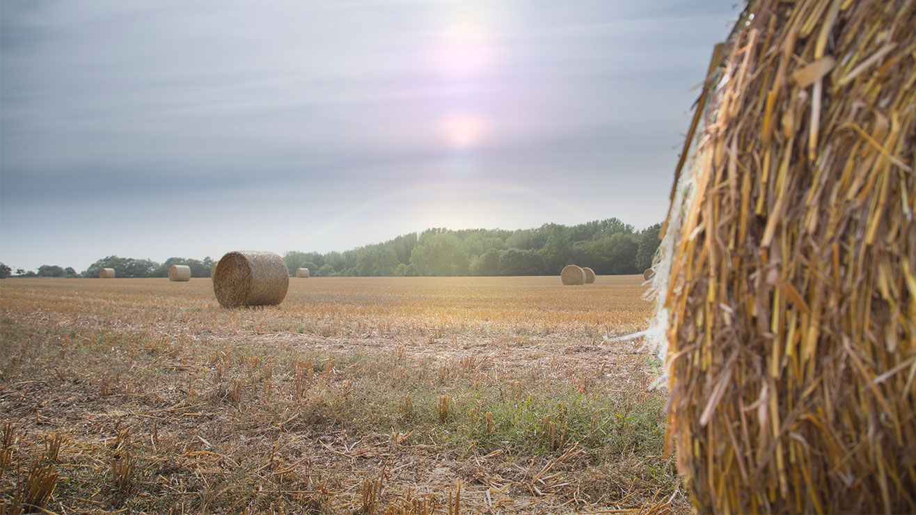 Rolls of hay in a field.