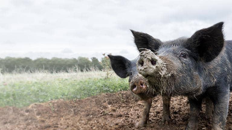 Two pigs in a field.