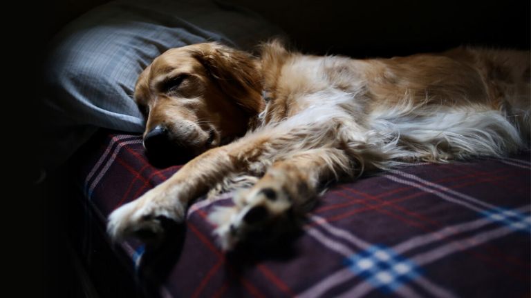  A dog asleep on a tartan blanket
